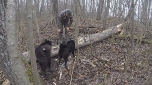 Охота с лайками на куницу... По тем же, знакомым местам...