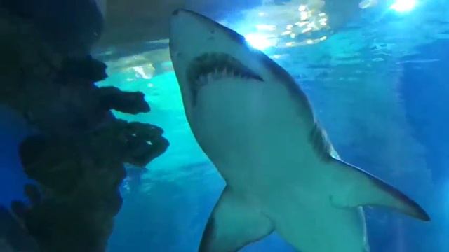 Москвариум _Shark смотреть онлайн