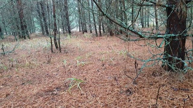 Готовка на Пикнике и Отдых на Природе