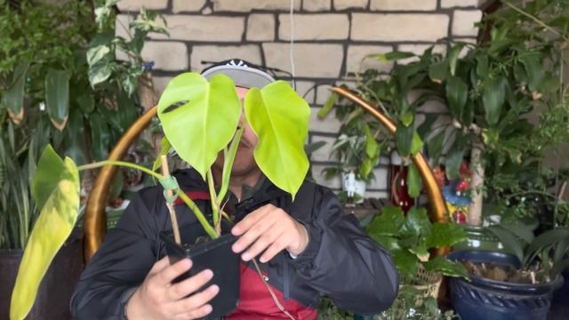 Monstera Aurea Leaf Propagation