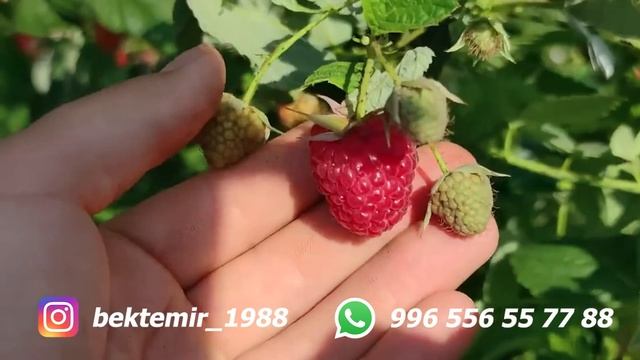 Чоң АКЧАЛАРДЫ алып келген МАЛИНА сорттору! смотреть онлайн