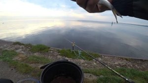 Ловля плотвы на фидер I Финский залив I Ломоносов