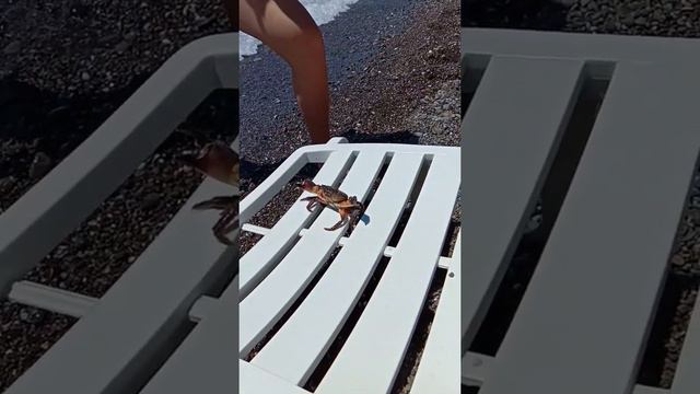 Каждый день Крабы. Два краба. Черное море. смотреть онлайн