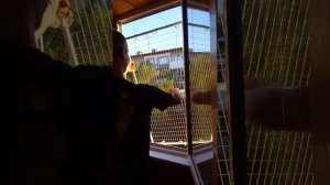 Замер и установка балконов и сеток на окно для кошек