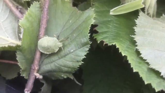 Деревня? смотреть онлайн