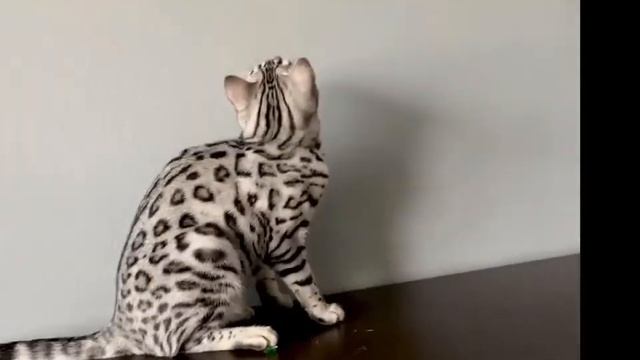 Silver Bengal Kitten Plays And Shows Her Clear Coat