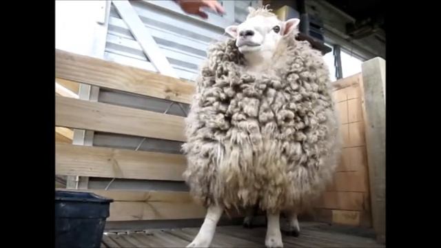 Паситесь мирные народы... смотреть онлайн