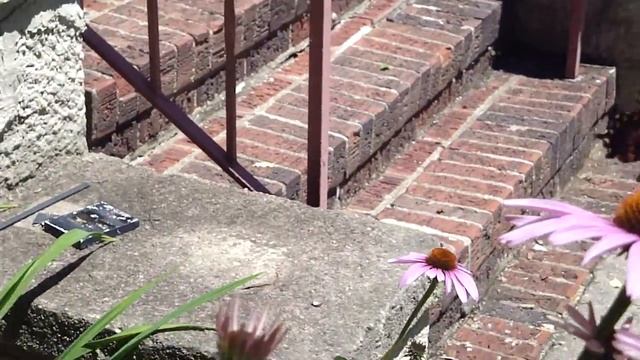 Butterfly / Echinacea смотреть онлайн