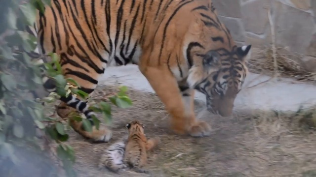 Колыбельная для тигрят Тайган смотреть онлайн