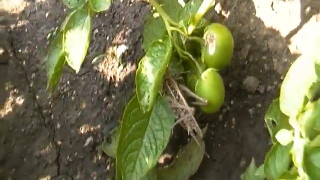 Саранча пожирает картофель. смотреть онлайн