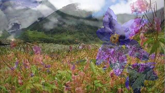 Долина Цветов, Гималаи - Valley Of Flowers, Himalayas