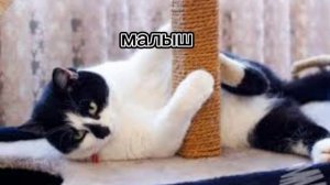 (эдит канал анука давайка) простите что плохо получилось:(