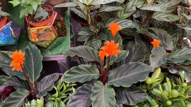 Калатея кроката  Цветок, как награда за труд и знания!