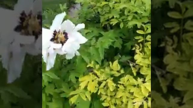 ДАЧА  ПОСЛЕ  ДОЖДЯ : ЦВЕТЫ ГРИБЫ КОРМУШКА...
