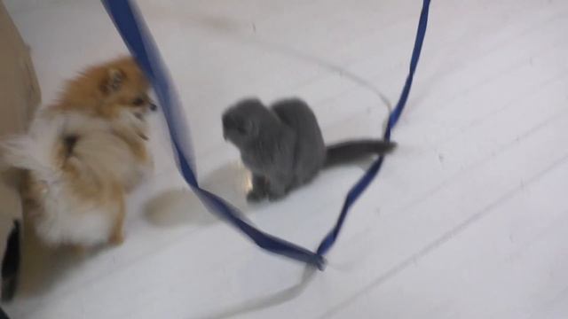 Котенок не дает играть щенку. КОТ ПРОТИВ СОБАКИ смотреть онлайн