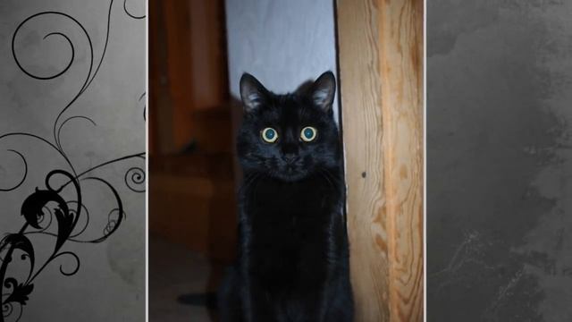 Проснулась от жуткого воя собаки и воплей кота, оба уставились в пустой угол! Причину узнала утром! смотреть онлайн