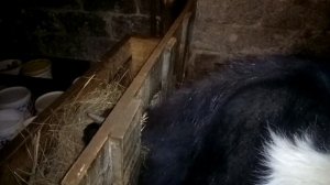 Как вызвать аппетит у быков!