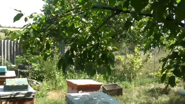 Август, клещ, суш, и закорм. смотреть онлайн