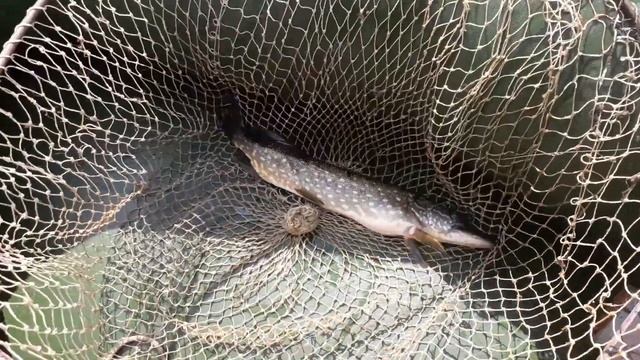 Супер рыбалка на кружки и на жерлицы летом. Дамба в Григорово! смотреть онлайн