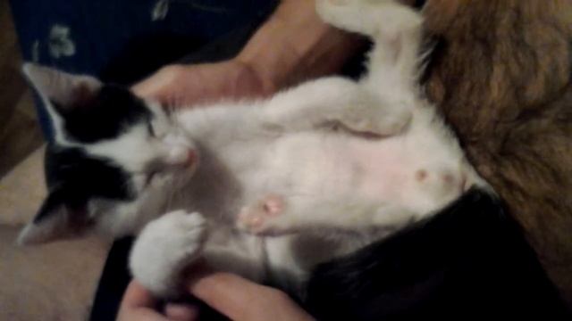 Спящий котенок смотреть онлайн