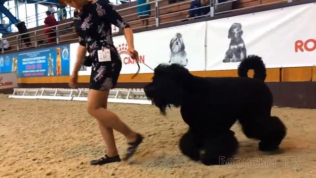 Гранд Чемпион Беларуси 2017! 2 квалификации на КРАФТ 2018! смотреть онлайн