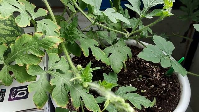 Арбуз выращенный на балконе. Пробуем свой арбуз выращенный на балконе. Арбуз Юнкер. смотреть онлайн