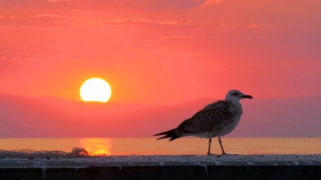 Birds Of The World 4K - Scenic Wildlife Film With Piano Calming Music, Study, Meditation Relaxing смотреть онлайн