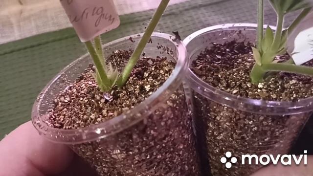 УКОРЕНЕНИЕ ПЕЛАРГОНИИ ЗИМОЙ ОТ СРЕЗА ДО РАССАДЫ // ВАЦАП ДЛЯ ЗАКАЗА КАТАЛОГА 89152458159 ПИСЬМЕННО смотреть онлайн