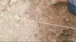 Сажаем картофель "Сынок" 2020