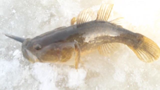 Ловля ротана по первому льду. смотреть онлайн