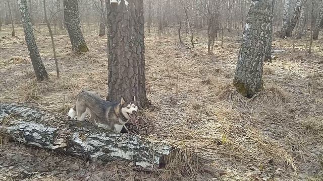 Весна пришла пора идти в лес копать