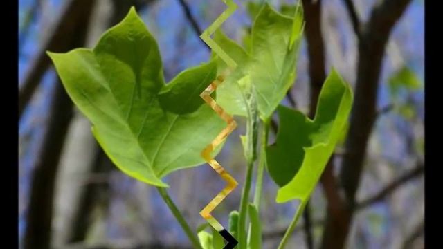 LIRIODENDRON TULIPIFERA смотреть онлайн