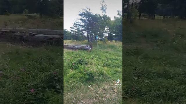 На ВАКАРБУЛЛИ около реки Лиелупе!#тамараушакова смотреть онлайн
