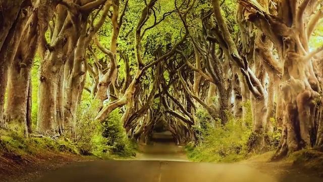 Peaceful Music, Relaxing Instrumental Music, Study Spa music Trees of Life by Ti 7ч смотреть онлайн