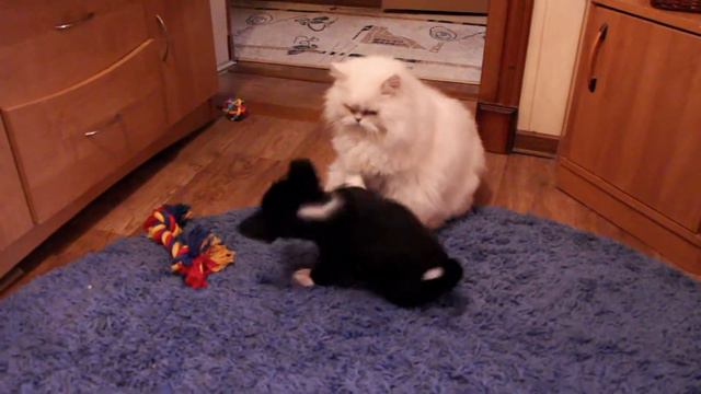 Кот и пёс смотреть онлайн