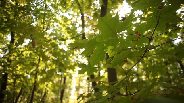 лес клён смотреть онлайн