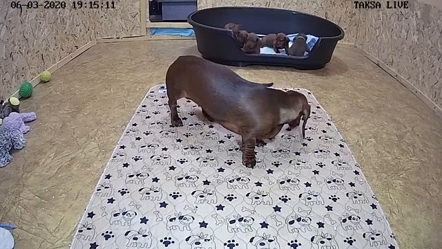 Я Такса ?DAY 30/1.Щенки таксы онлайн ? Dachshund puppies online смотреть онлайн