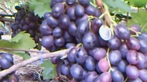 Виноград Чёрная роза(Блек роуз)