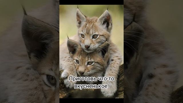 Чем заняться когда ты один дома? смотреть онлайн