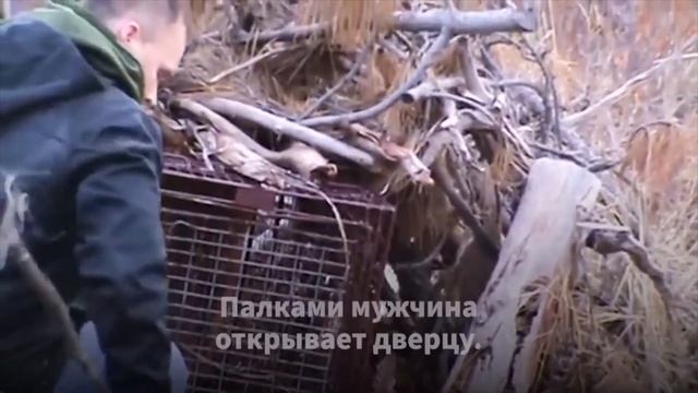 Жена Сняла на Камеру, Как Муж Открывает Клетку Ему Даже Негде Спрятаться! смотреть онлайн