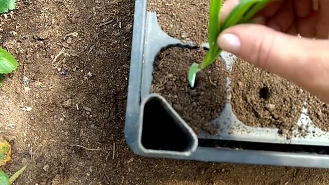 Гипсофила. Размножение гипсофилы. смотреть онлайн