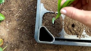 Гипсофила. Размножение гипсофилы.