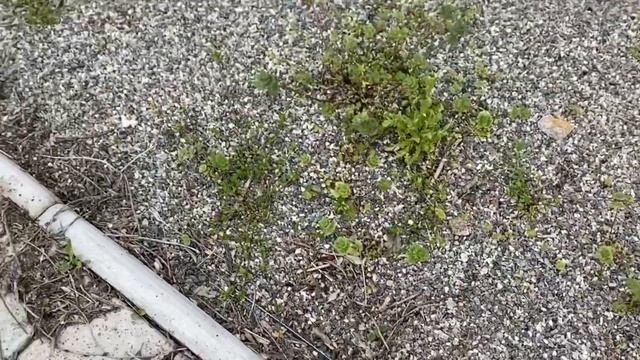 ДАЧНЫЙ СЕЗОН ОТКРЫТ! Сорняки Хвойные Кустарники. ДАЧА на острове. смотреть онлайн