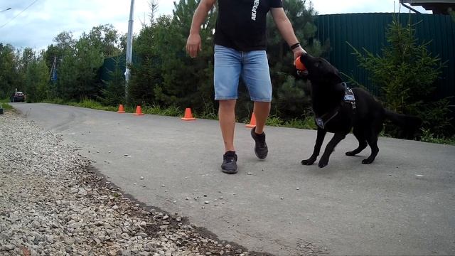 Немецкая овчарка упражнение поиск  по запаху