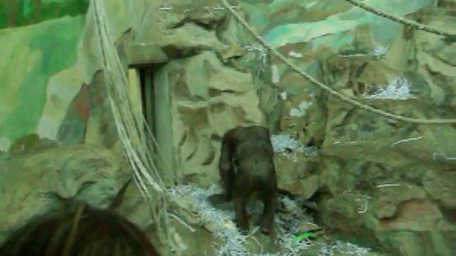 Обезьяна из Новосибирска смотреть онлайн