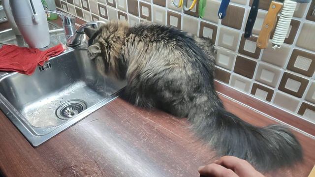 Сибирский кот и кофемолка смотреть онлайн