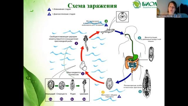 Паразитам - нет! Лекция Н. В. Коротченко смотреть онлайн