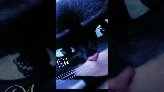 Lady Gaga | Poker Face | смотреть онлайн