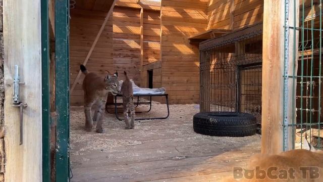 Утренняя зарядка с РЫСЯМИ И КОТЯТАМИ / Барханные кошки гоняются за Алисой/ Сервал в ожидании невест смотреть онлайн
