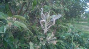 Яблоня скручивает листья: причины и решение проблемы